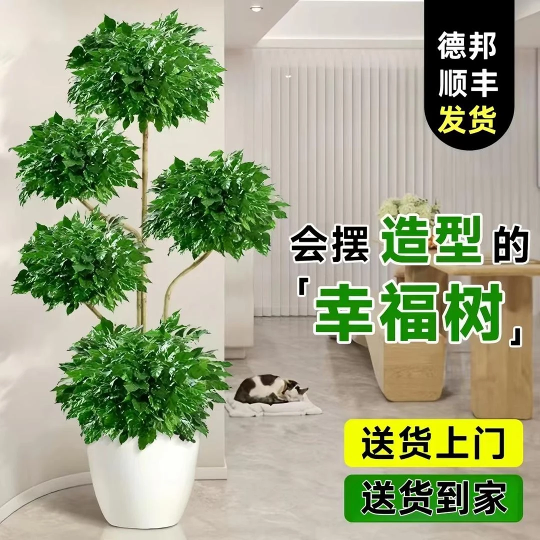 大五层飘枝造型幸福树绿植大型盆栽老桩室内客厅四季常绿植物