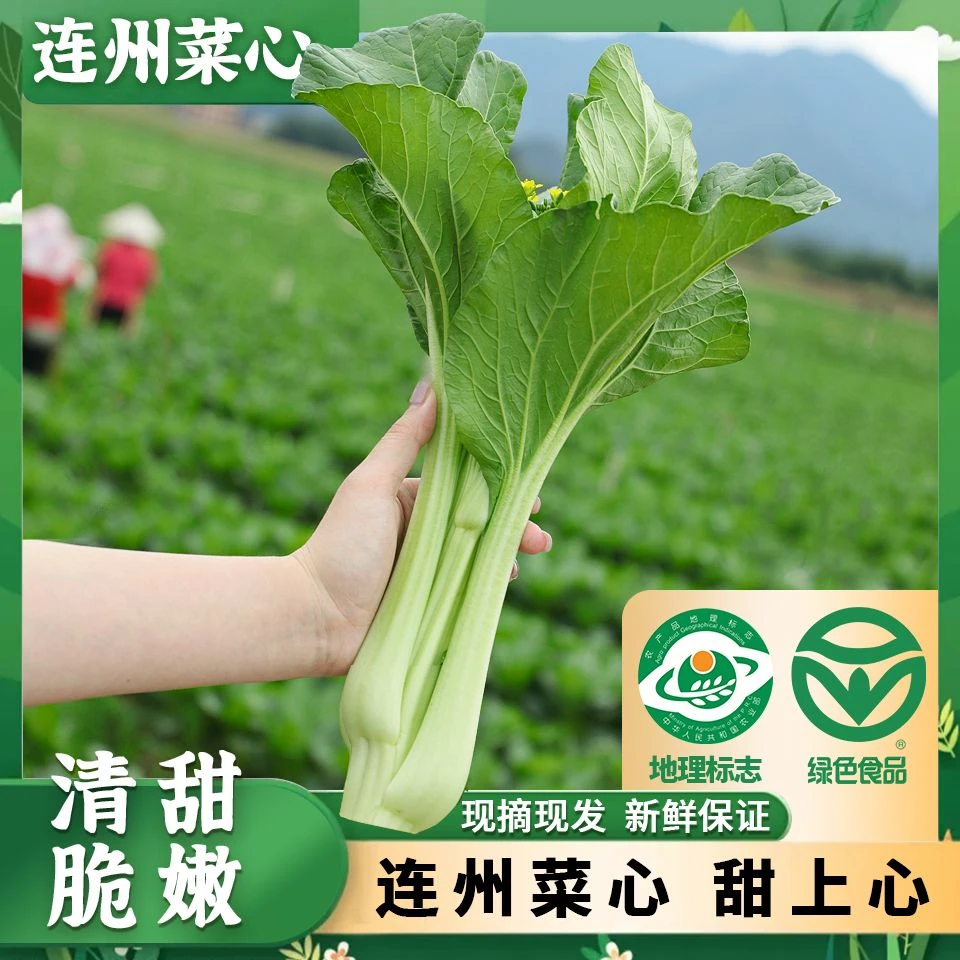 连正连州菜心甜上心头清甜爽脆现摘现发产地直发保证新鲜顺丰