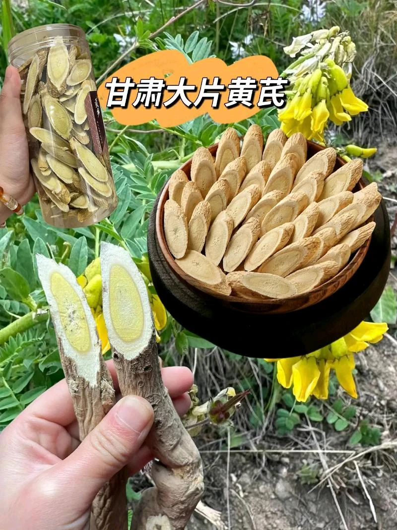 《多年生老黄芪大片》15年以上主根切片 甘肃岷县原产地直发