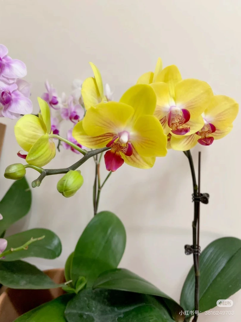 【青川】金公主蝴蝶兰，3.0寸加高杯花苞株，中花型，桌面兰