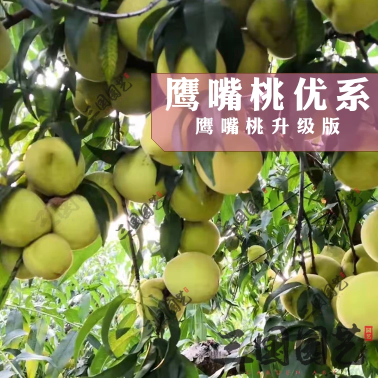 鹰嘴桃优系果树苗桃子苗升级版鹰嘴桃纯正对版正宗苗木嫁接苗