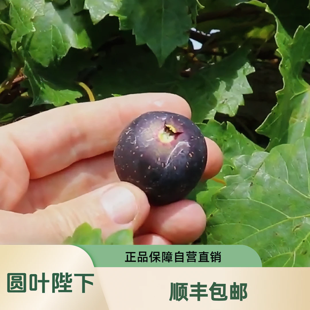 女王陛下美洲圆叶葡萄易管理异花授粉易挂果大果抗性强果树苗葡萄