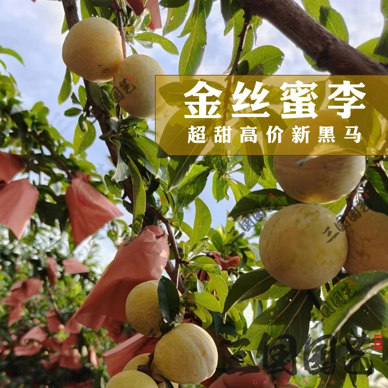 金丝蜜李李子树苗高甜多汁比普通李子更甜果肉更细嫩嫁接苗裸根苗