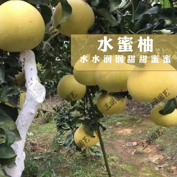 水蜜柚果树苗汁水饱满好吃易栽种嫁接苗新品种柚子种植柚子树