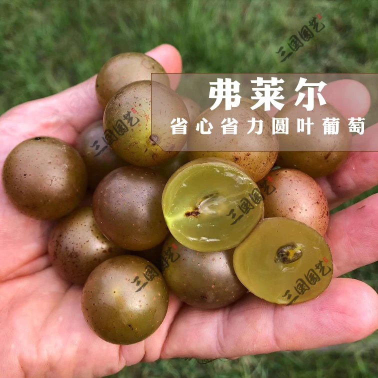 弗莱尔美洲圆叶葡萄苗易管理异花授粉串熟晚熟同花期果树苗葡萄