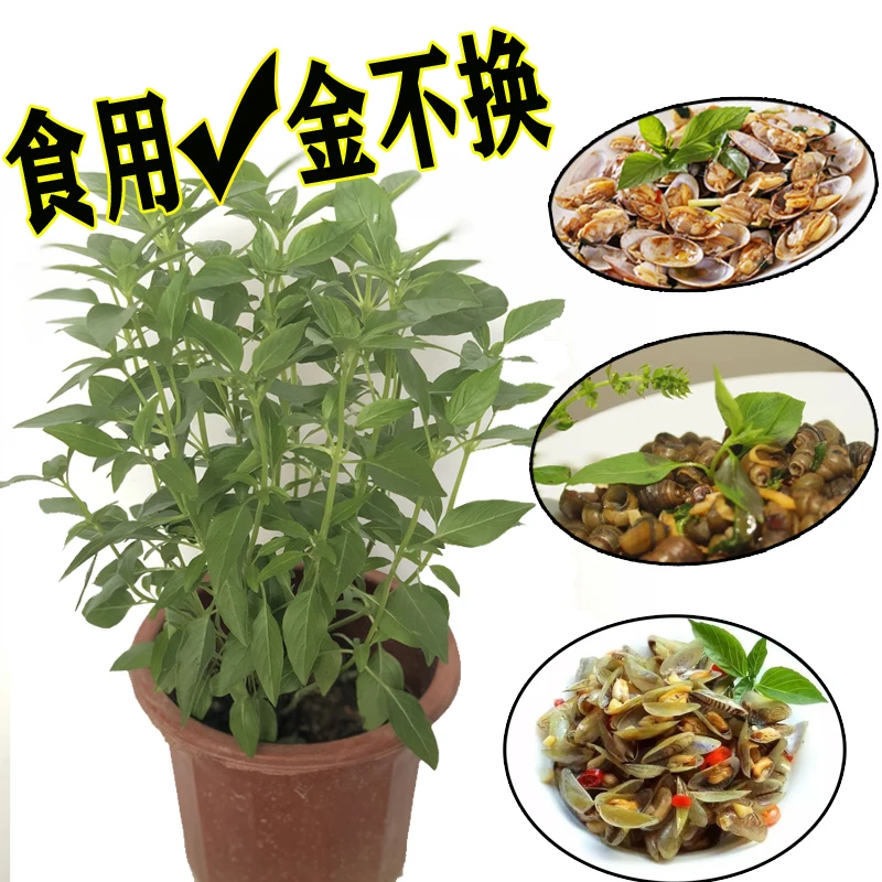 正宗潮汕金不换树苗可食用九层塔盆栽新鲜香料调味罗勒叶黄花观叶