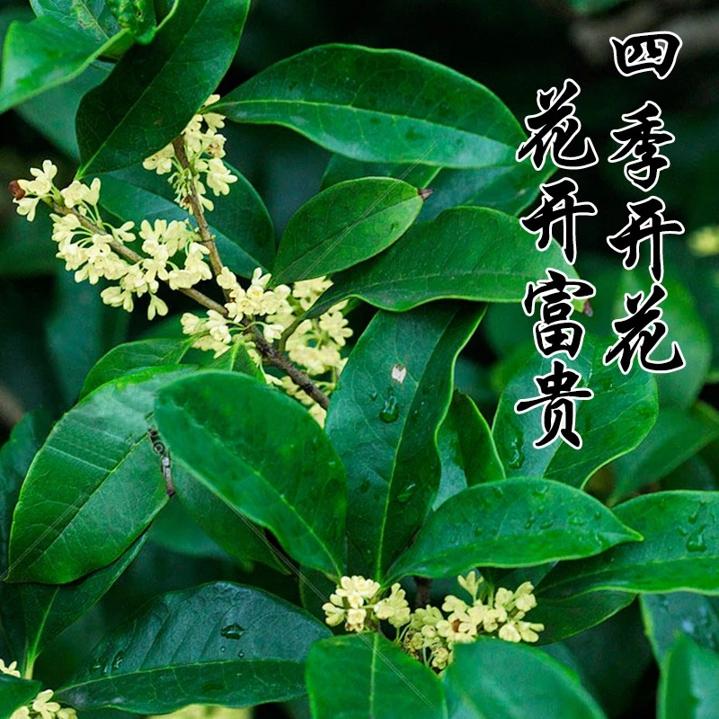四季桂花树苗盆栽植物 阳台花卉观花浓香型四季开花