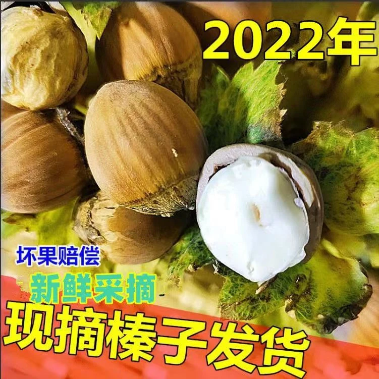 东北水仁大榛子三斤包邮