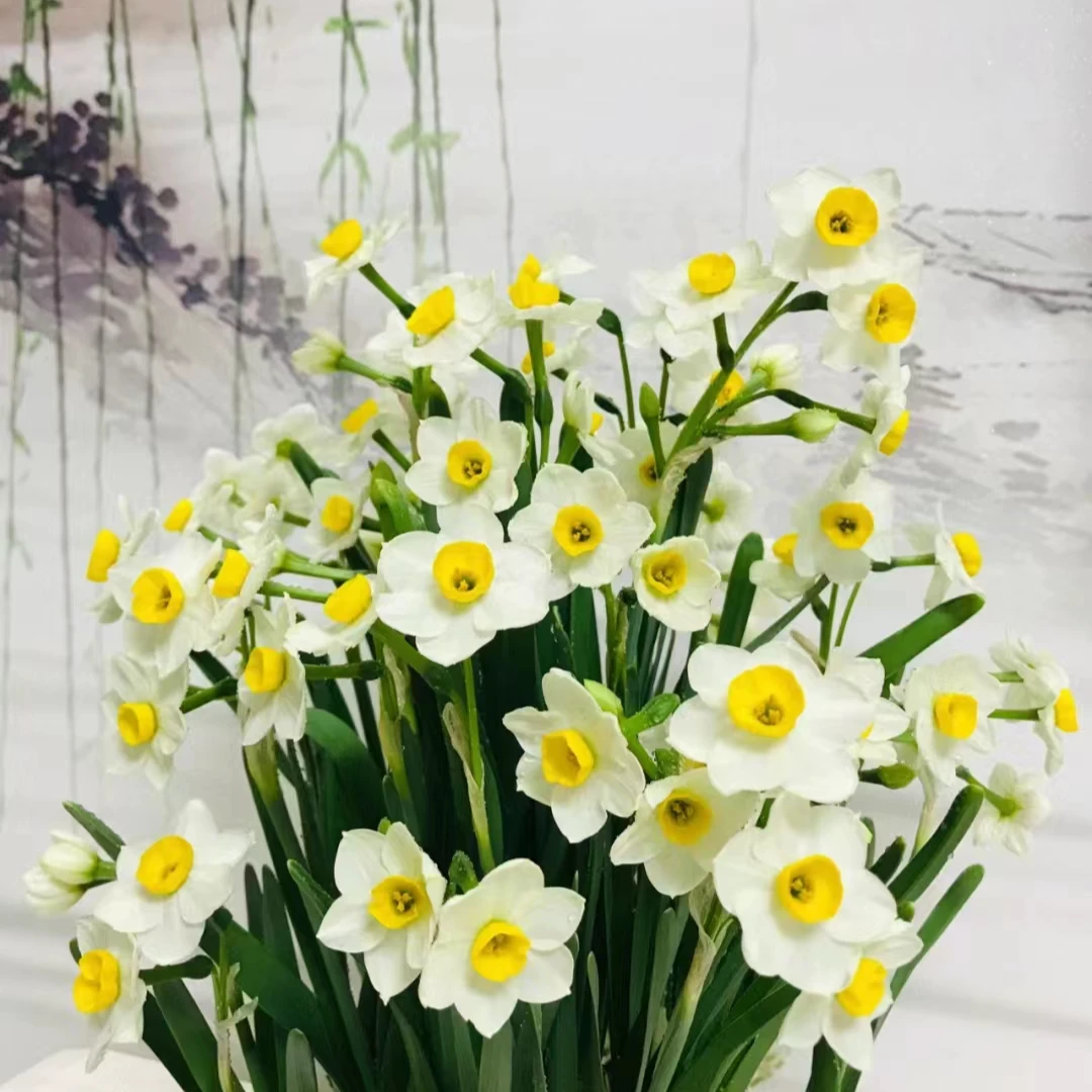 水仙花种球2盆  带盆发货  一单包邮