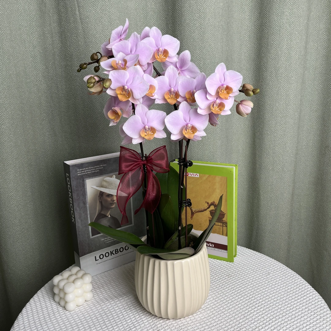 【图尔坎】欧品花粉色系蝴蝶兰 商务礼品花 鲜花绿植