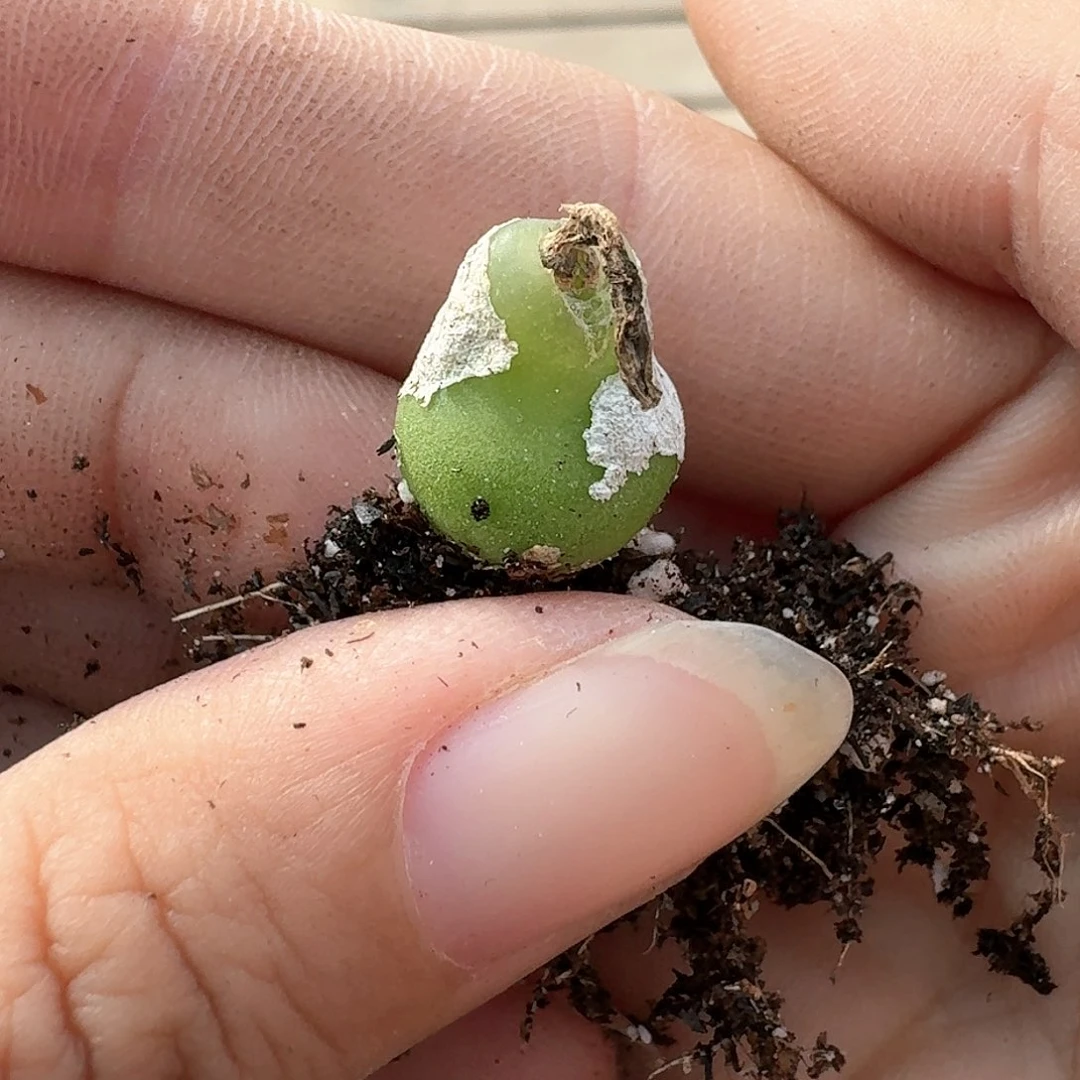 ?***子2526 多肉植物，一物一拍