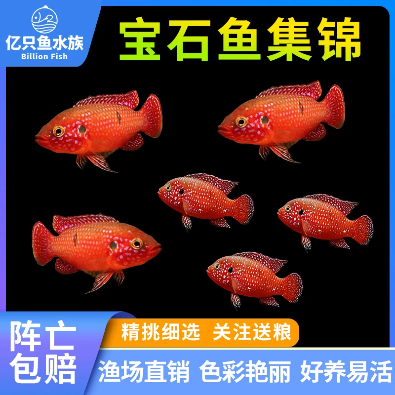 红宝石鱼血钻三湖慈鲷鱼蓝宝石鱼超萌好物活体淡水鱼热带观赏鱼
