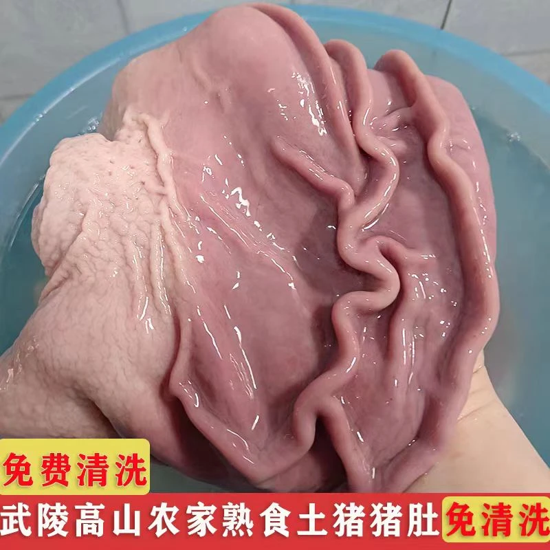 精选猪肚新鲜现杀整个猪肚无注水猪胃散养土猪猪肚子养胃农家正宗