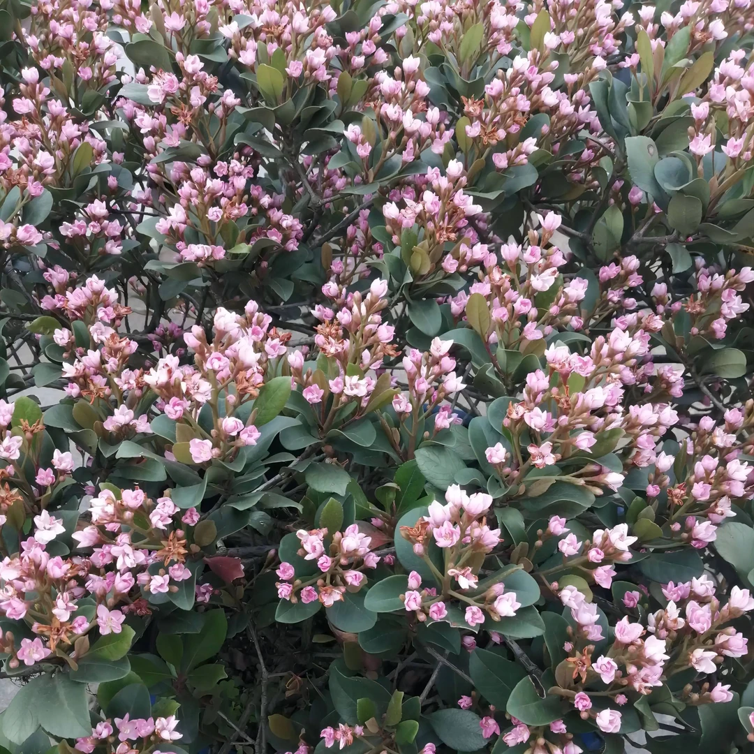 春花石斑木栀子花桃金娘岗松蕨类植物