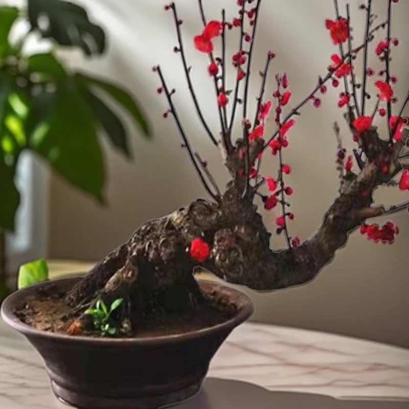 梅花老桩盆栽乌梅龙游梅耐寒好养