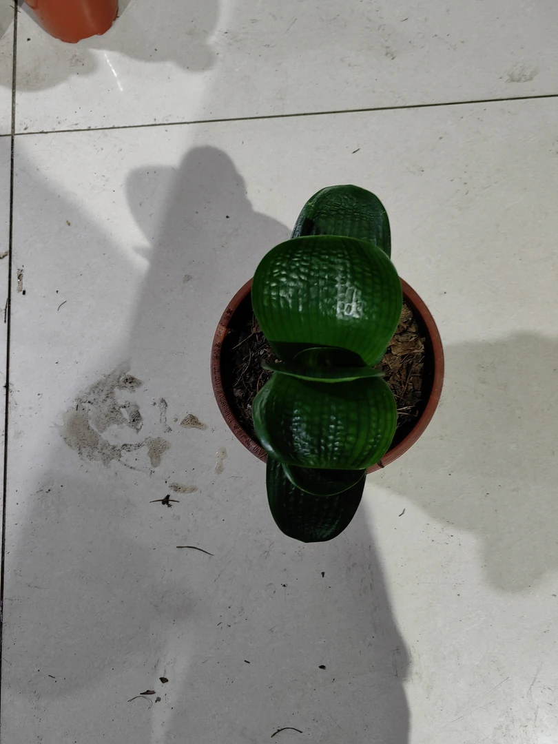 洪新君子兰 精品君子兰