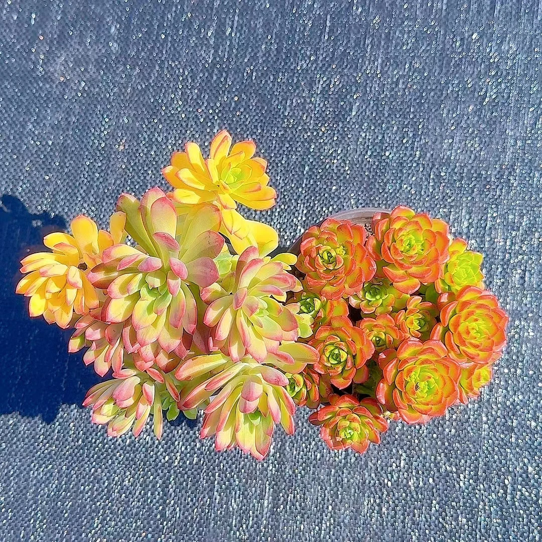七彩云南叮当景+火焰蒂亚玫瑰 好看好养多肉植物 满2单包邮