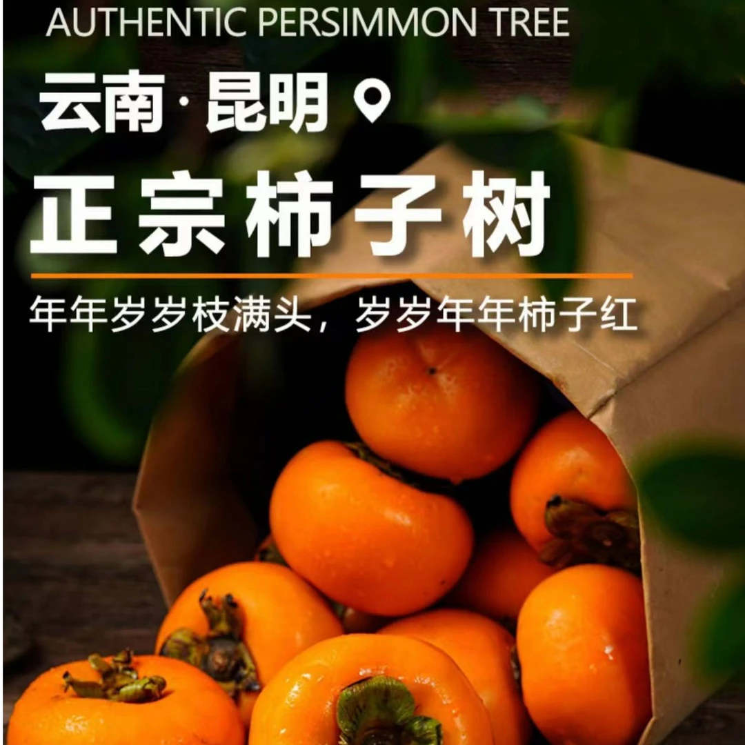 【柿子果树苗】云南直发庭院脆柿甜柿盆栽种植地栽火晶柿子树苗正宗