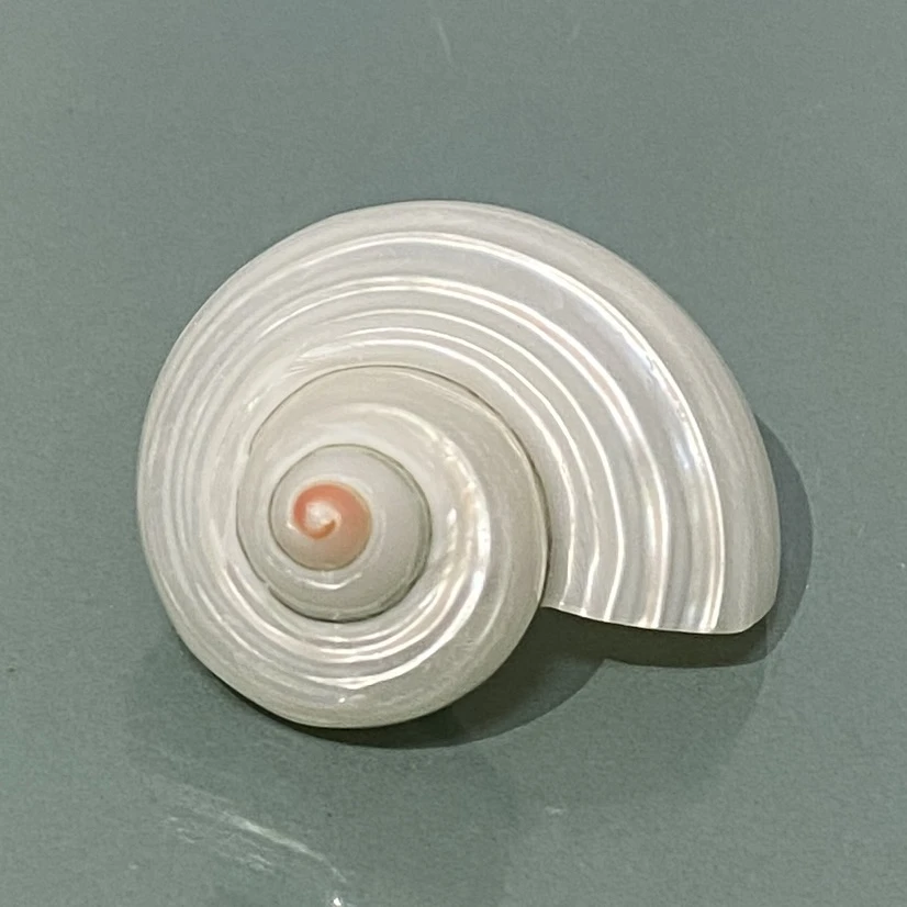 【海之贝】天然海螺贝壳鱼缸造景海星装饰贝壳寄居蟹壳diy