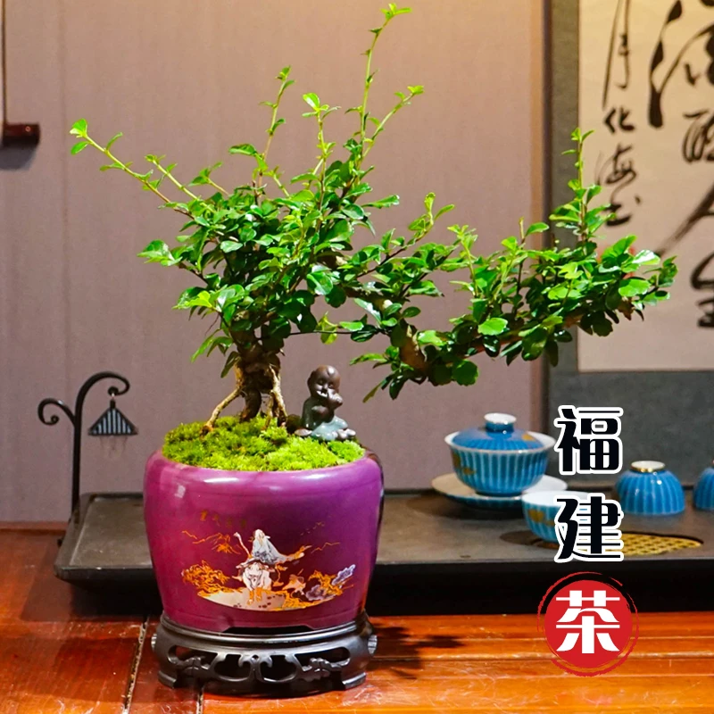 福建茶老桩盆栽造型好养室内盆景办公室桌面植物中式禅意风美观