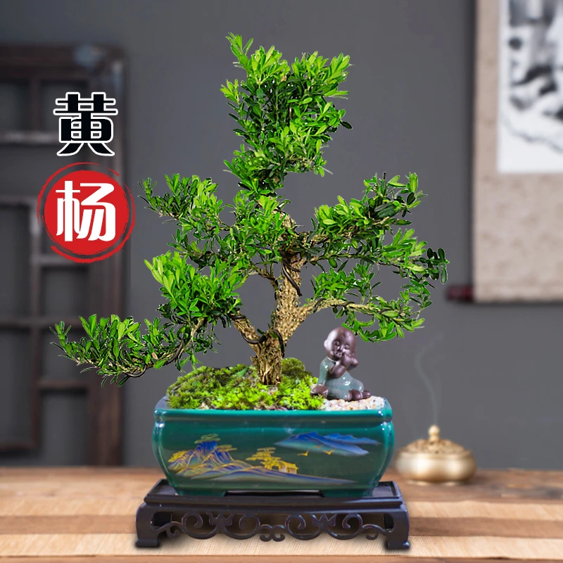 黄杨老桩盆景树苗雀舌皱皮造型小叶盆栽绿植室内客厅好养树桩植物