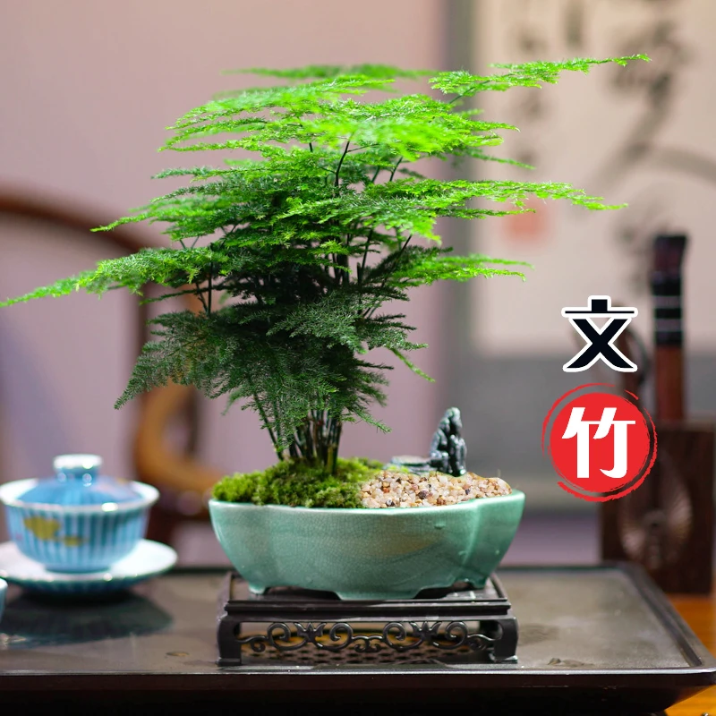 文竹盆栽植物室内花卉盆景客厅办公室桌面小绿植好养云竹四季常青