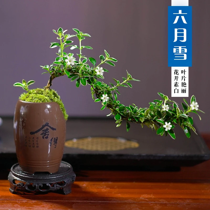 飘枝六月雪盆景植物室内桌面茶几好养净化空气盆栽办公室花卉绿植