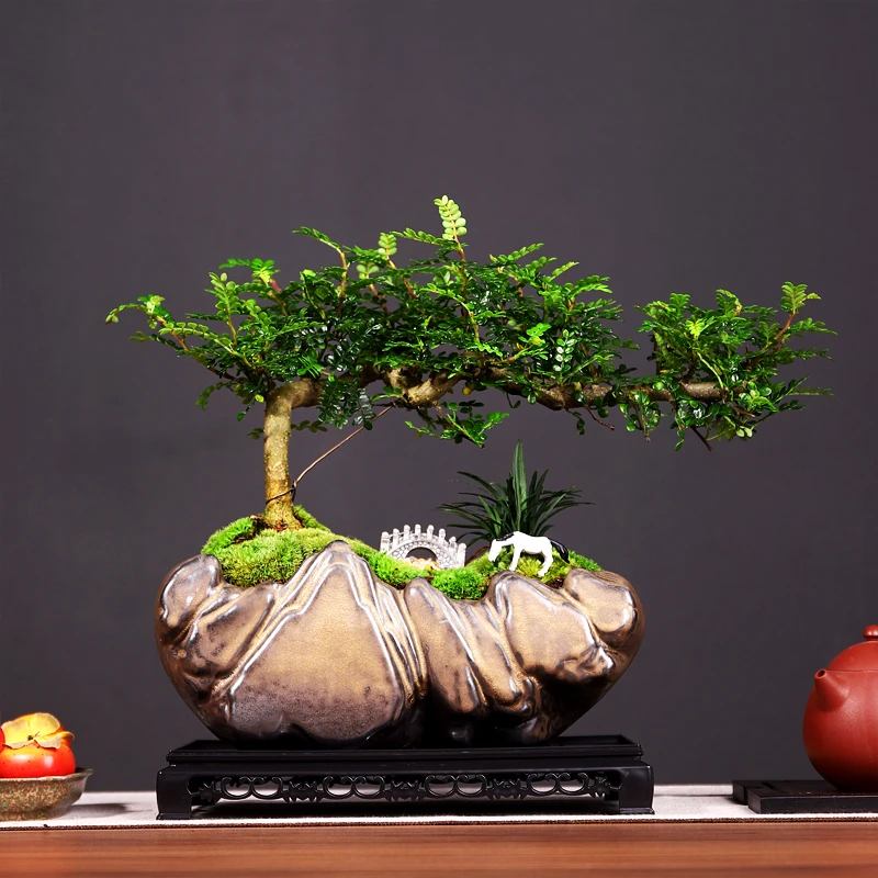 大飘枝胡椒清香木盆景日照金山玉龙草青苔铺面小马驹石桥长方底座