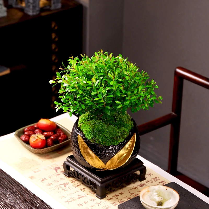 中号棒棒糖小叶赤楠+小圆金叶A2465+青苔铺面+中四方底托