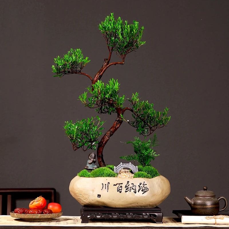 迎客S红芽小叶赤楠盆景开花挂果绿植四季常青客厅电视柜植物摆件