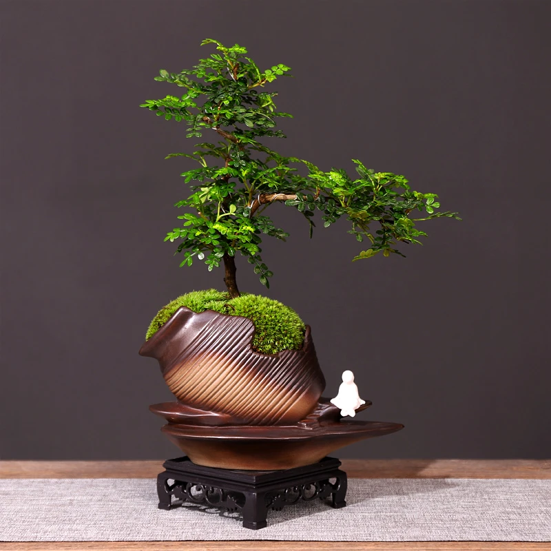 飘枝清香胡椒木盆栽好养客厅室内绿植盆景驱蚊草四季常青植物摆件