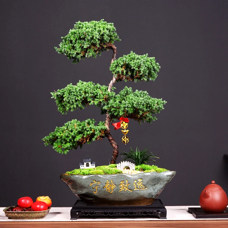 S型迎客松柏宁静致远青苔玉龙草造景古房拱桥钱串子大长方形底托