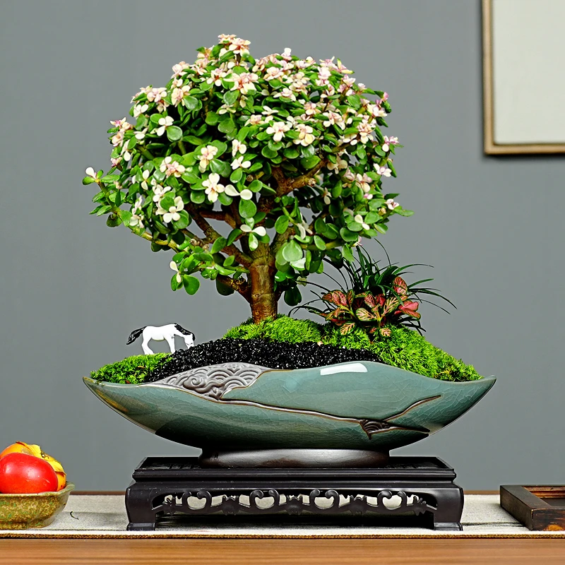 金枝玉叶棒棒糖造型盆景多肉植物花卉绿植老桩盆栽客厅桌面摆件