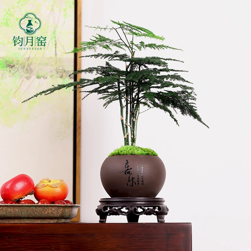 创意文竹盆栽办公室内客厅电视柜桌面小盆景植物净化空气绿植摆件