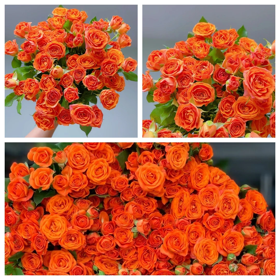 【强锅锅鲜花】多头橙芭比  昆明直发