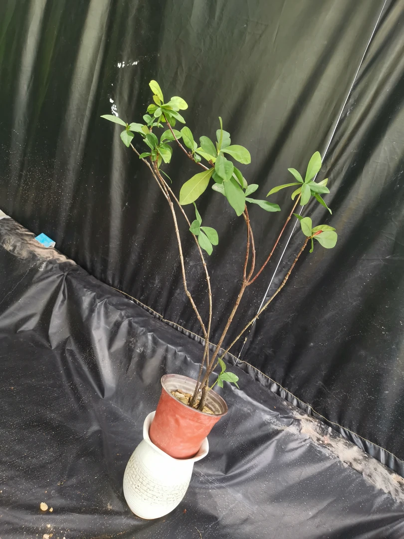 龙船花一物一拍图片均为真实拍摄