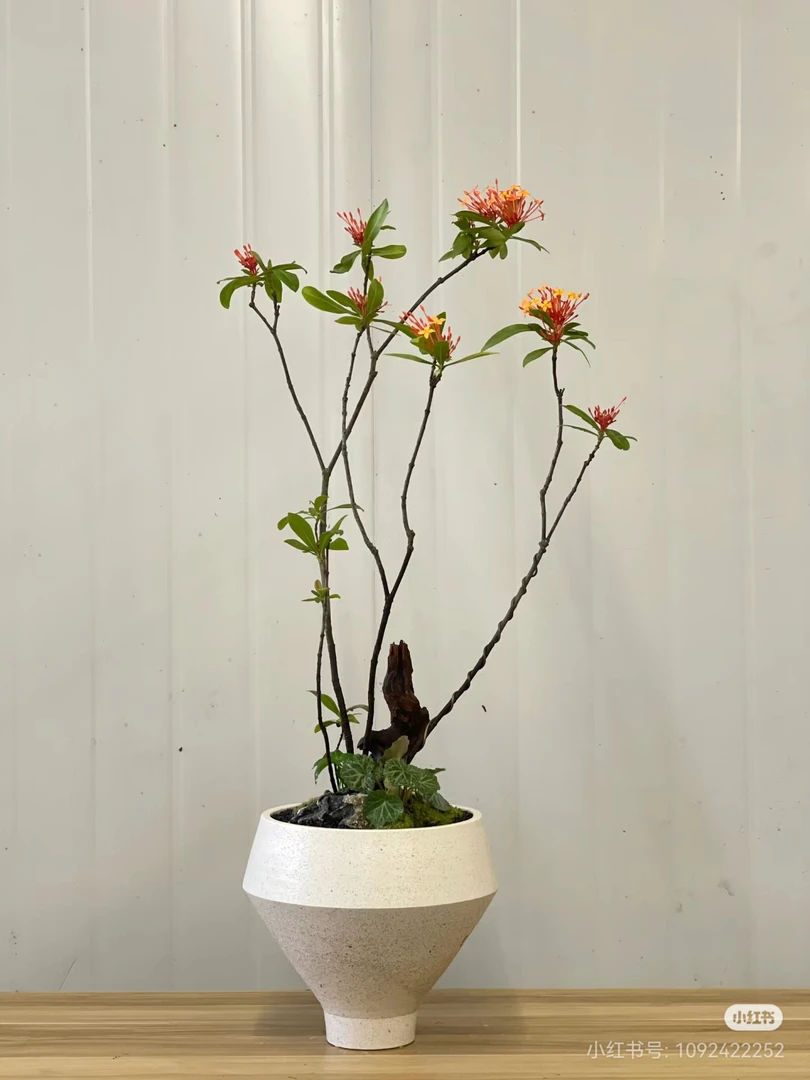 海岛龙船花一年四季开花结果