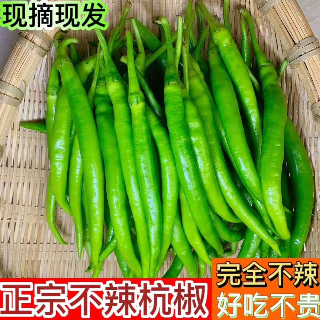 软皮不辣的辣椒水果杭椒完全不辣青椒新鲜蔬菜杭椒产地直发1-5斤