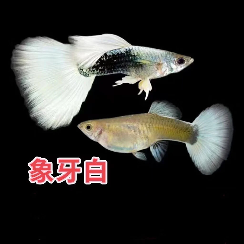 精品孔雀鱼象牙白一对