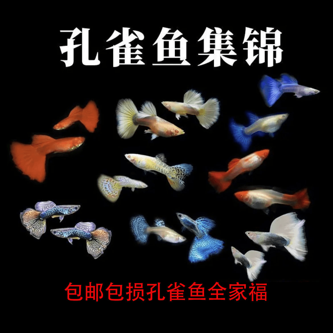 五福临门精选孔雀鱼10条8+2备损
