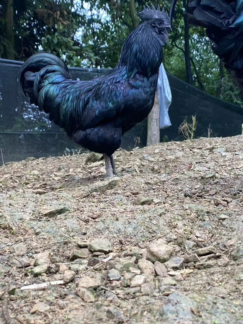 正宗云南盐津乌骨鸡8量-1斤左右 低温肉制品鲜嫩发货产地直发