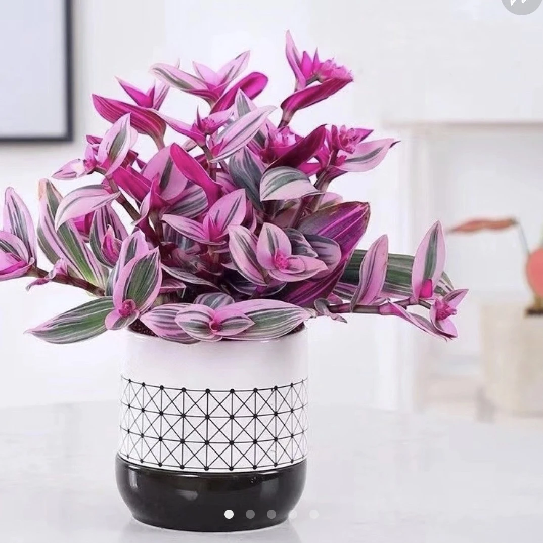 油画婚礼吊兰多肉植物婚礼油画