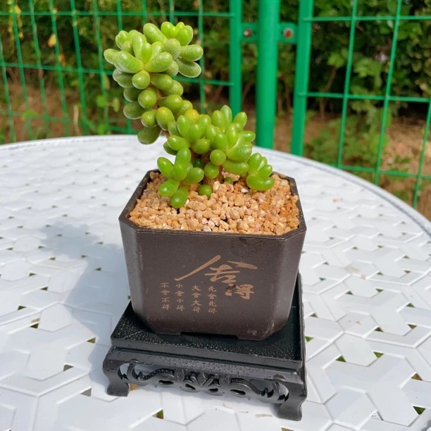 绿龟卵盆景多肉老桩绿植盆栽多肉植物
