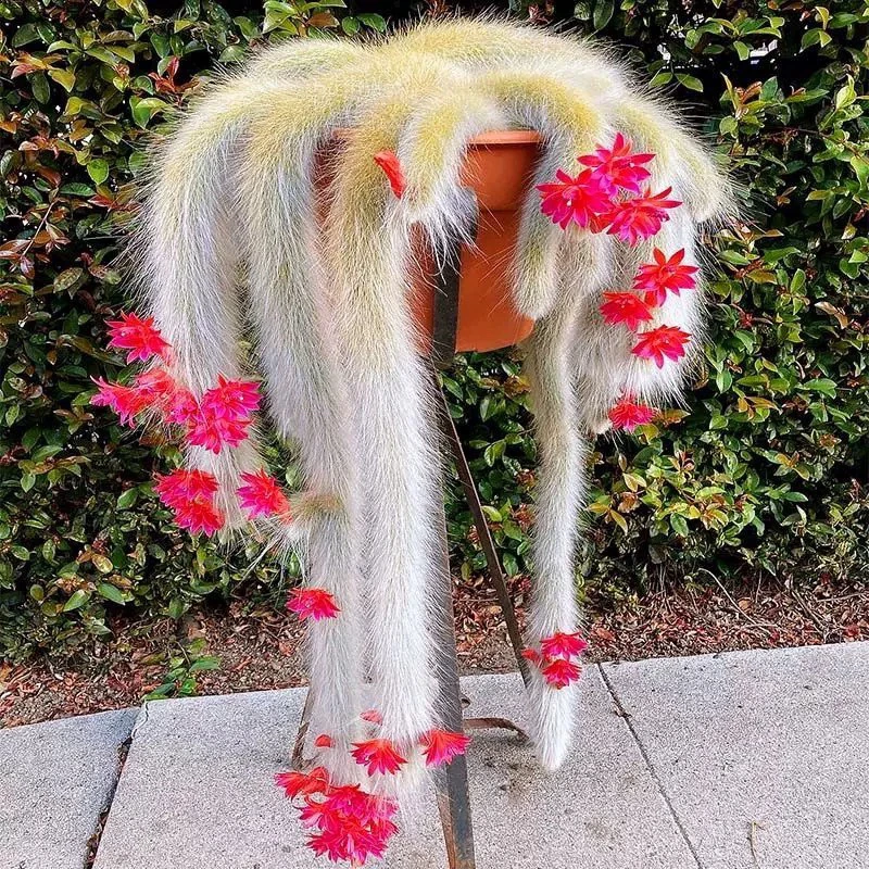 多肉植物九尾狐长毛九尾狐仙人掌带毛盆栽