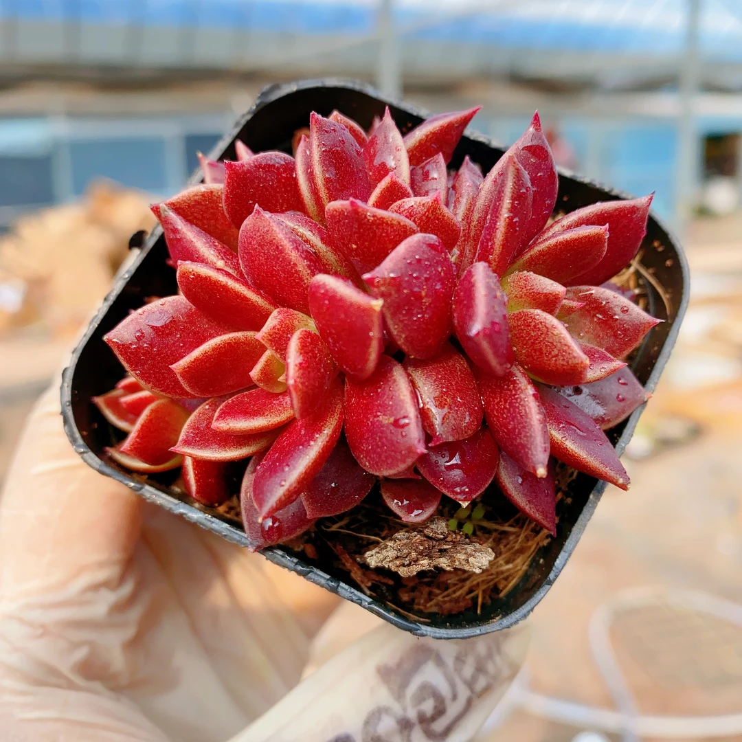 因地卡多肉植物红色多肉绿植盆栽群生多肉