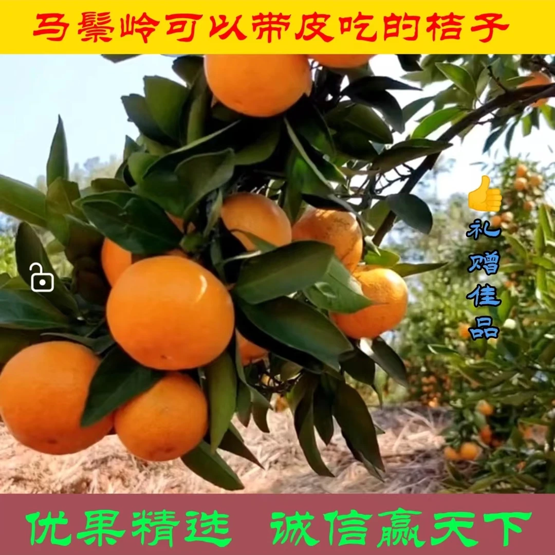 马鬃岭镇"幸福桥富硒甜橘"净重9斤自然富硒甜桔精选优果新鲜采摘