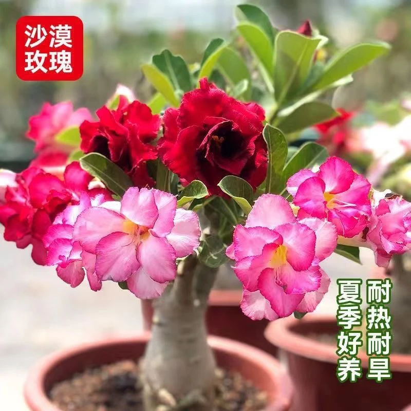 基地直发六年桩原生沙漠玫瑰桩头直径粗度3-4cm