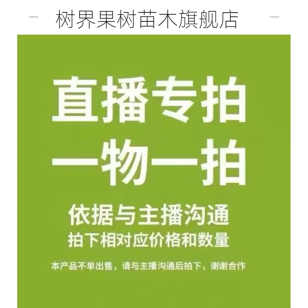 树界（一物一拍果树苗）专属链接嫁接大果营养杯苗成活率高