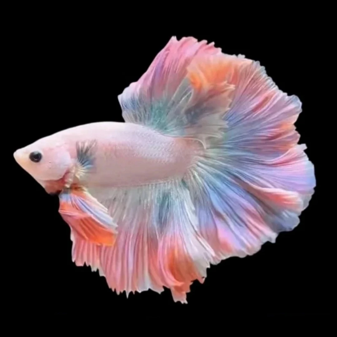 E13（289-312）泰国斗鱼观赏鱼-活体（直播间选鱼）