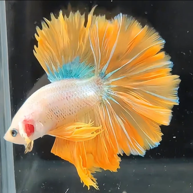 D10(217-240)泰国斗鱼热带鱼观赏鱼好养耐活（直播间选鱼）